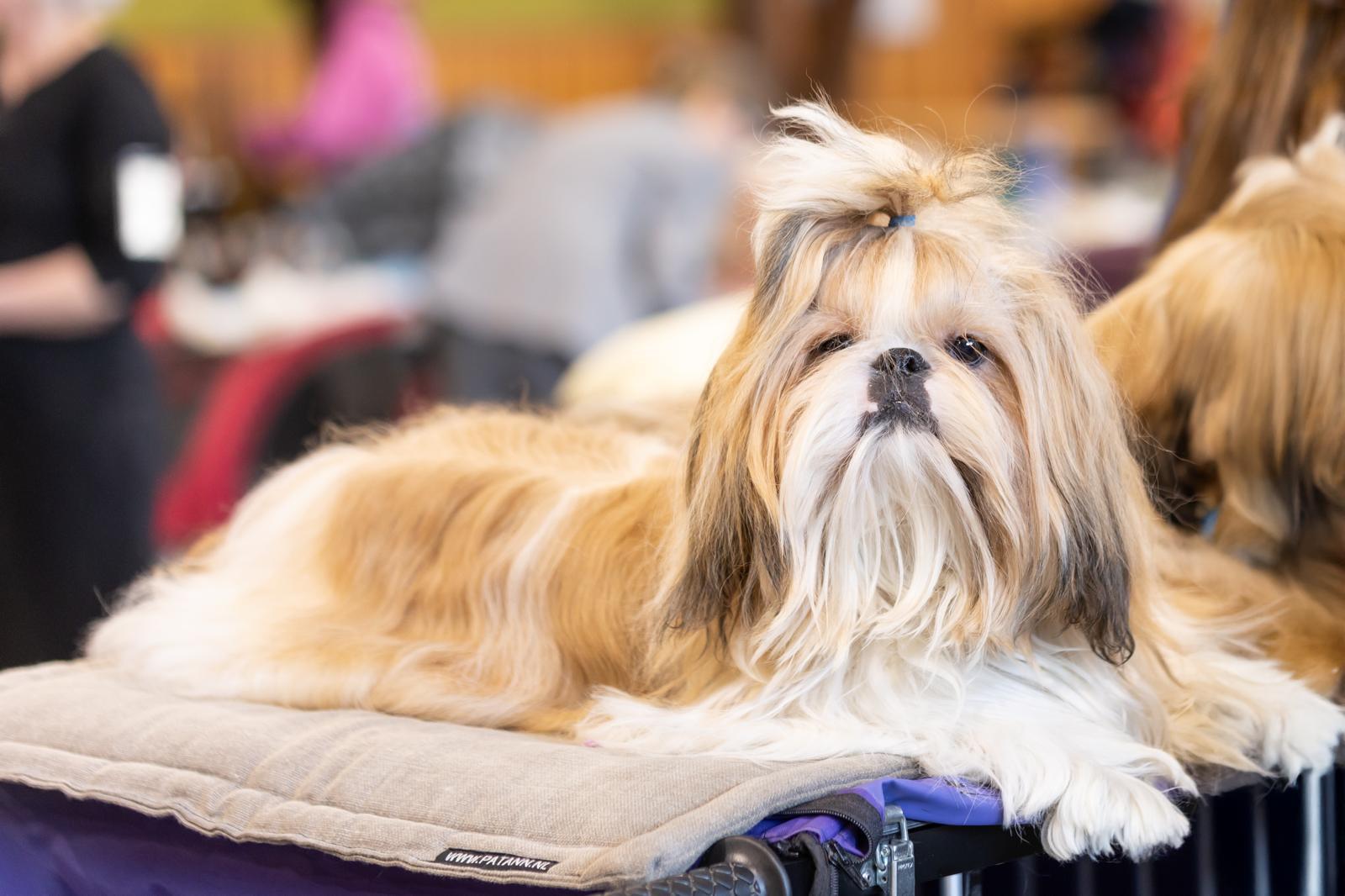 This image for Image Layouts addon